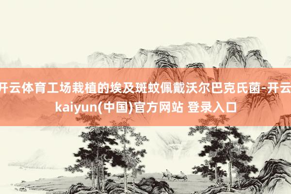 开云体育工场栽植的埃及斑蚊佩戴沃尔巴克氏菌-开云·kaiyun(中国)官方网站 登录入口